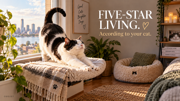 6 Five-Star Spots According to Your Cat—and How to Make Them Safer