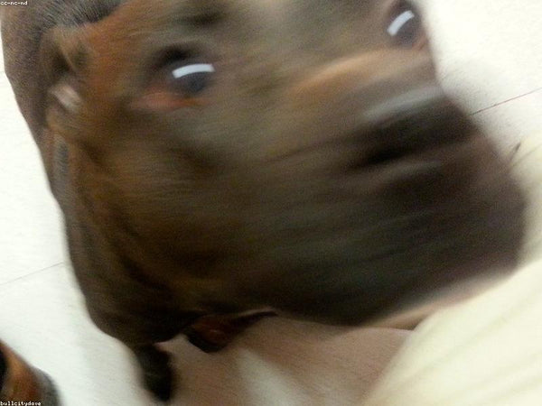 Pánico en una tienda de mascotas: la rápida reacción de un empleado y un extintor salvan a los animales