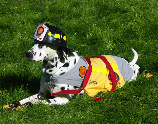 Dalmatians in Fire Service