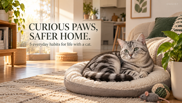 A Safer Home for Curious Paws: 5 Everyday Cat-Care Habits